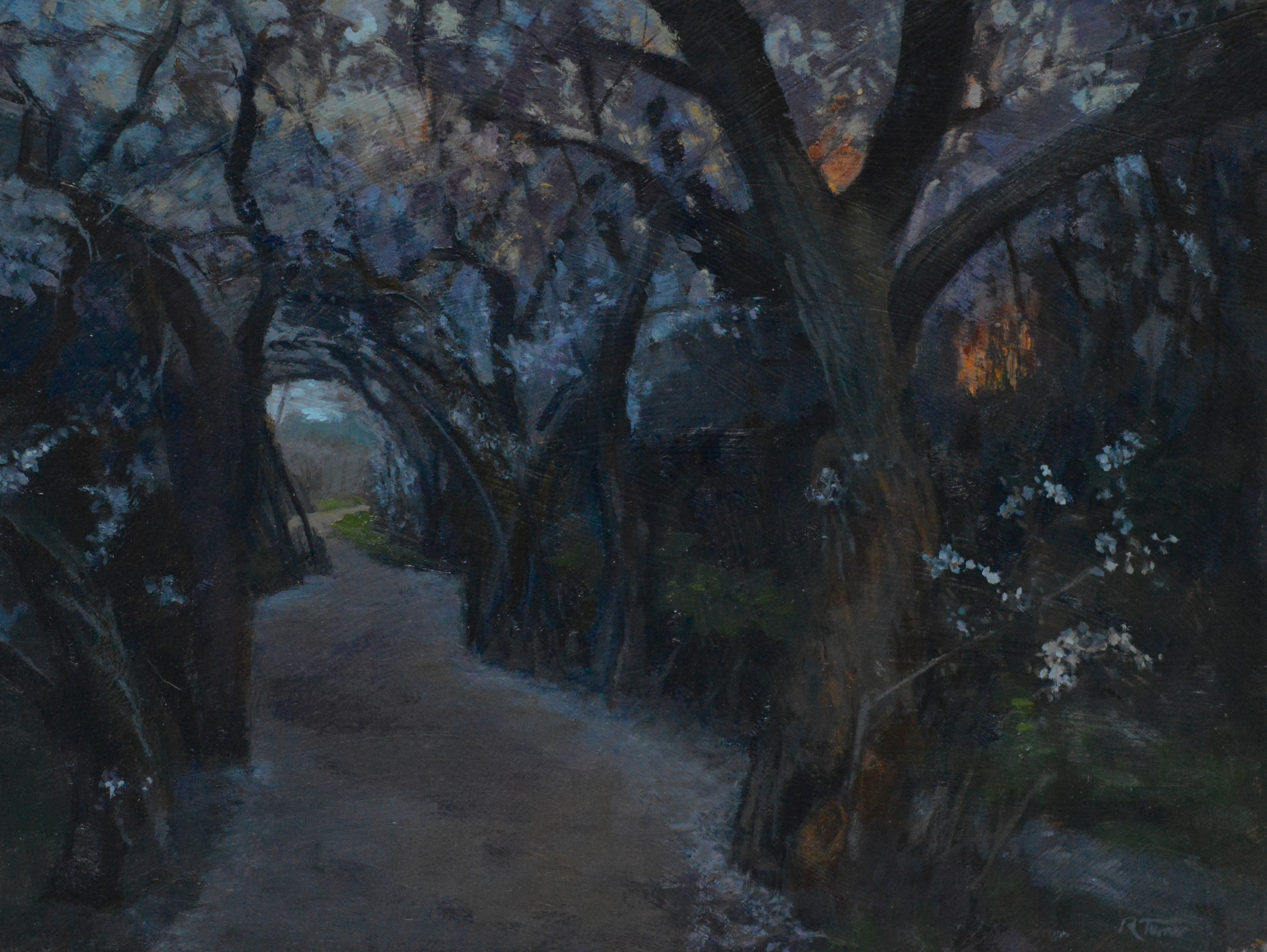 Cherry Plum Blossom (nocturne)